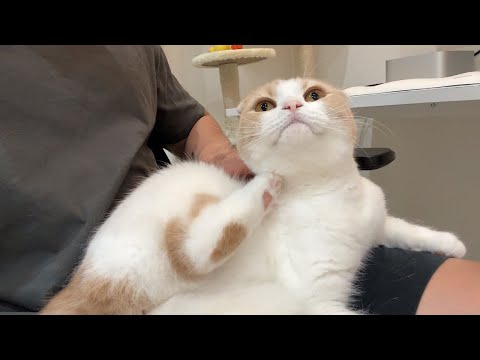 猫が痒がってるところを代わりに掻いてあげたら反応が可愛すぎましたw(YouTube)