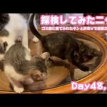 探検はじめたニャン  ゴミ箱に棄てられたキンと訳ありで保護されたクリ Day48,55  2026 06 04 1(YouTube)