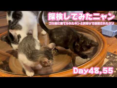 探検はじめたニャン  ゴミ箱に棄てられたキンと訳ありで保護されたクリ Day48,55  2026 06 04 1(YouTube)