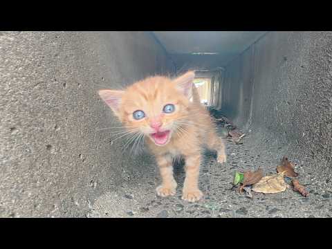 大人猫をモフっていると、留守番中の子猫がヨチヨチと近寄ってきた(YouTube)