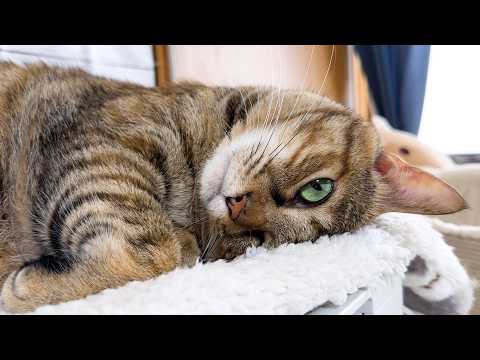 いつもの末っ子猫の見守り時間、でも今日はちょっと近すぎました(笑)(YouTube)