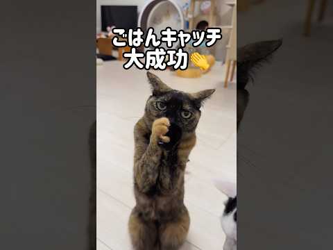 ご飯キャッチが出来る猫モモちゃん！ #shorts(YouTube)