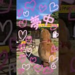 もしもし？　聞こえてるー?(YouTube)