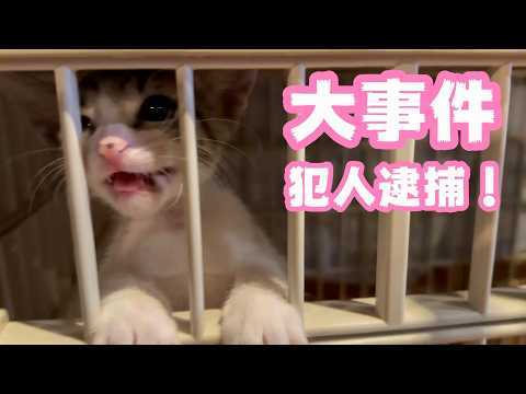 大事件にゃ  犯人逮捕 無実ニャン  ゴミ箱に棄てられたキンと訳ありで保護されたクリ  Day55,62  2026 06 11 1(YouTube)