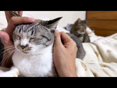 飼い主や猫たちに甘えたい姫猫が暴走モードに入ります…笑(YouTube)