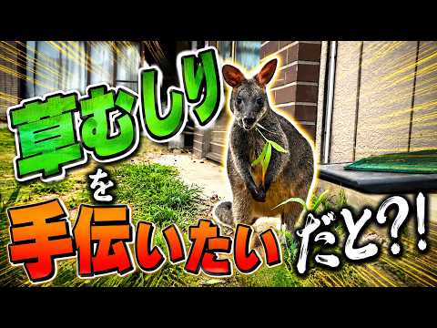 まさかカンガルーが草むしりを手伝うだと？！(YouTube)