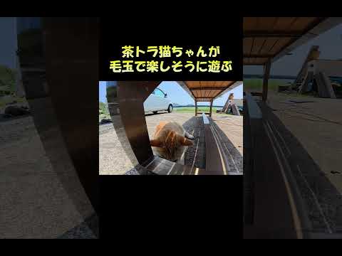 茶トラ猫ちゃんが毛玉で楽しそうに遊ぶ #猫 #ねこ #cat(YouTube)