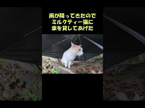 雨が降ってきたのでミルクティー猫に傘を貸してあげた #猫 #ねこ #cat(YouTube)