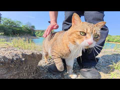 丸顔のデカ猫ちゃんがダムをパトロールしてから橋で休憩する(YouTube)