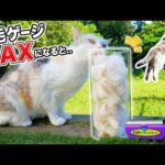 猫毛ゲージがMAXになった瞬間…ネコ吉‼ネコ吉～～～‼‼‼(YouTube)