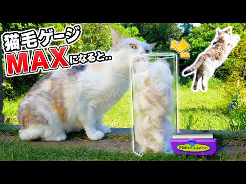 猫毛ゲージがMAXになった瞬間…ネコ吉‼ネコ吉～～～‼‼‼(YouTube)