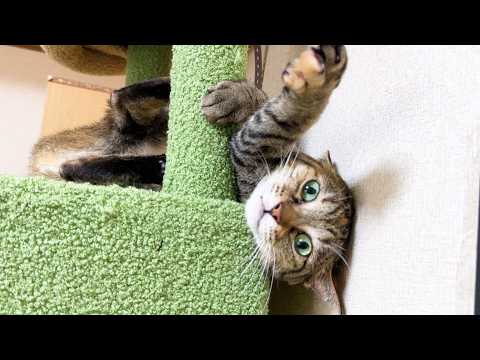 末っ子猫にストーカーされた姉猫がこうなりました…笑(YouTube)