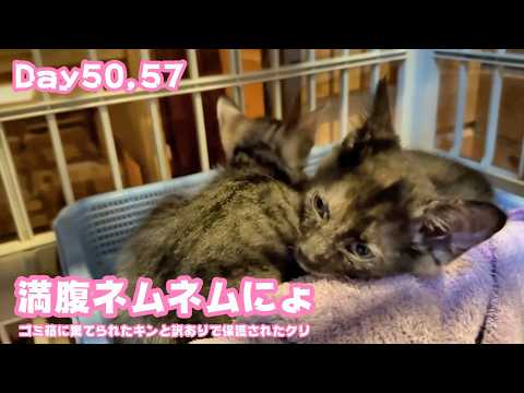 満腹ネムネムにょ  ゴミ箱に棄てられたキンと訳ありで保護されたクリ  2026 06 06 2(YouTube)
