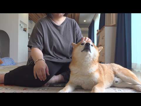 続く異変…柴犬は尻尾を下げてそばに居続けました(YouTube)