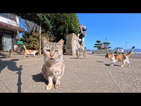 港前の猫屋敷に猫たち大集合！思わず足を止めた癒やしの光景(YouTube)