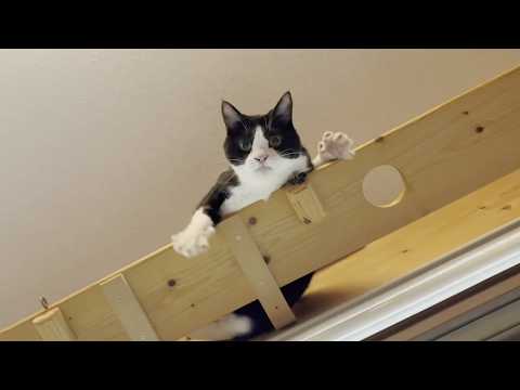 今日はお母ちゃんにターゲットを絞る猫(YouTube)