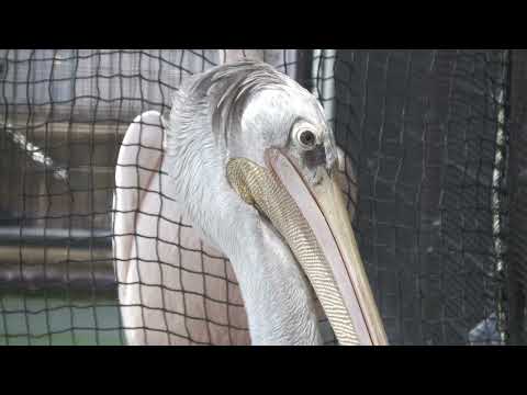 コシベニペリカン と モモイロペリカン (鳥羽水族館) 2022年7月17日(YouTube)