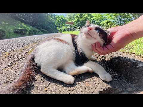 顔以外をモフると怒ってくるハチワレ猫ちゃん(YouTube)