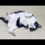 撫でてもらうのを邪魔されてドサッとフテ寝する猫(YouTube)