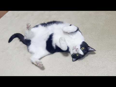 撫でてもらうのを邪魔されてドサッとフテ寝する猫(YouTube)