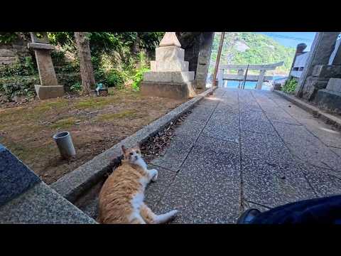 港で出会った猫と島の神社へ…まるで案内されるように一緒に参拝してきた(YouTube)