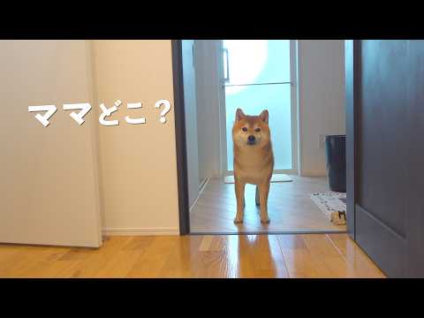 帰宅したらママと猫たちがいませんでした。(YouTube)