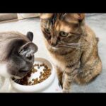 落ち着いて食べる気ゼロな猫たちのご飯タイムに癒されています(笑)(YouTube)