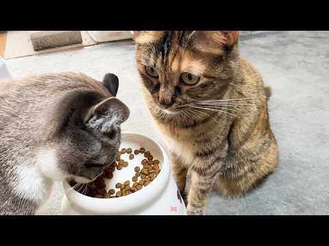 落ち着いて食べる気ゼロな猫たちのご飯タイムに癒されています(笑)(YouTube)