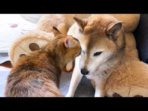 スリスリが止まらない猫と嬉しそうな柴犬…でも姉猫の視線が気になります(YouTube)