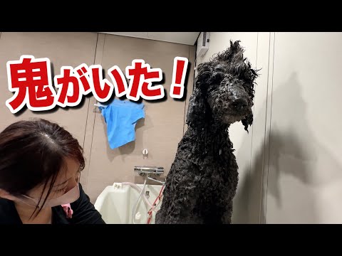 シャンプー中に鬼になるプードル(YouTube)