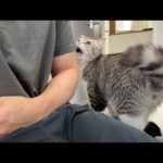 運動してると構ってほしくて大声で鳴いてくる猫に困ってます、、(YouTube)