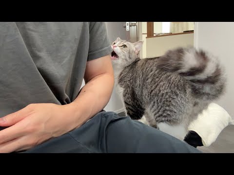 運動してると構ってほしくて大声で鳴いてくる猫に困ってます、、(YouTube)