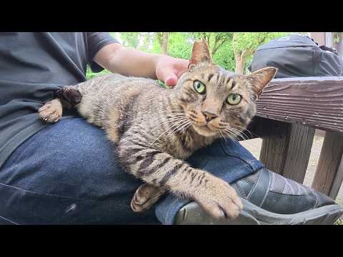 ベンチに座ったら、キジトラ猫がひざに乗ってきてくつろぎだした(YouTube)