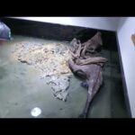海辺の教室 (みなとやま水族館) 2022年7月1日(YouTube)