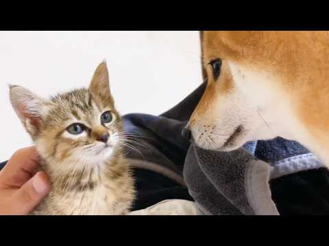 また会いたいと言ってもらえたので…(YouTube)