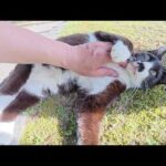 チョビ髭のハチワレ猫ちゃんが「モフって！」と上目遣いで甘えてきた(YouTube)