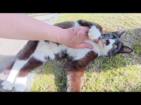 チョビ髭のハチワレ猫ちゃんが「モフって！」と上目遣いで甘えてきた(YouTube)