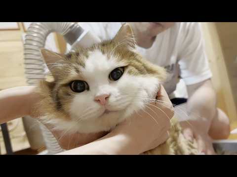 本番の毛刈りで子猫に戻っていく元モフモフ猫(YouTube)