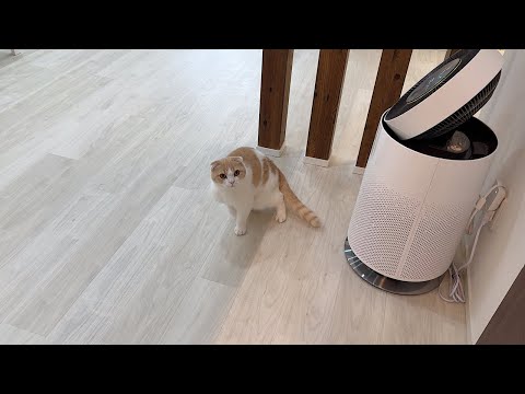 ひとりぼっちでお留守番することになった寂しがり屋な弟猫がこうなっちゃいました…(YouTube)