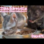 まぜごはんうまいにょ  ゴミ箱に棄てられたキンと訳ありで保護されたクリ Day49,56(YouTube)