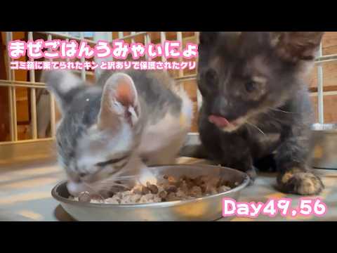 まぜごはんうまいにょ  ゴミ箱に棄てられたキンと訳ありで保護されたクリ Day49,56(YouTube)