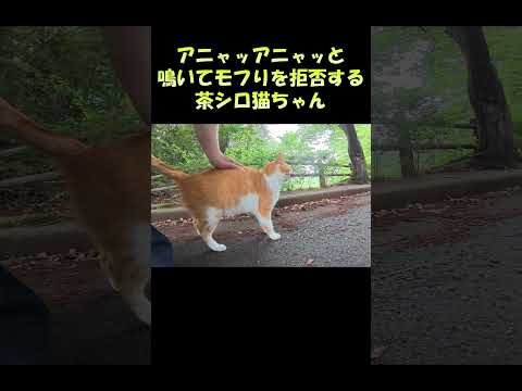 アニャッアニャッと鳴いてモフりを拒否する茶シロ猫ちゃん(YouTube)