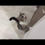 おねだりが通るまで絶対諦めずにニャーニャー泣き続けるわがまま猫が可愛すぎましたwww(YouTube)