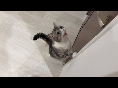 おねだりが通るまで絶対諦めずにニャーニャー泣き続けるわがまま猫が可愛すぎましたwww(YouTube)