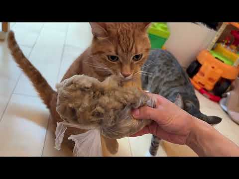 羊の毛を持ってきたら、カワウソ・猫達が大興奮！！！ When I brought some sheep’s wool, the otter and cats went wild!!!(YouTube)