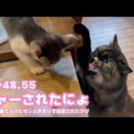 シャーされちゃったにょ  ゴミ箱に棄てられたキンと訳ありで保護されたクリ Day48,55  2026 06 04 2(YouTube)