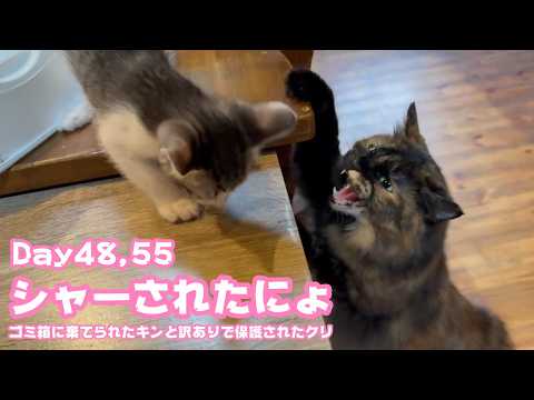シャーされちゃったにょ  ゴミ箱に棄てられたキンと訳ありで保護されたクリ Day48,55  2026 06 04 2(YouTube)