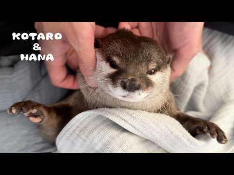 父ちゃんのヘッドマッサージでとろけるカワウソ　Otter Melting from Head Massage(YouTube)