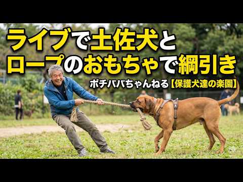 【ライブ】土佐犬とっさんとライブで綱引き(YouTube)