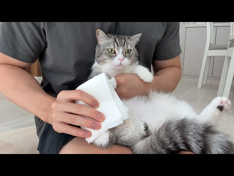 おしっこ踏んだ足で歩き回って捕まっちゃった猫がこちらです…(YouTube)